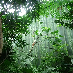 Bird of Paradise - The Birdhouse