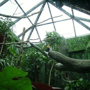 Rhinoceros Hornbill Enclosure - The Birdhouse