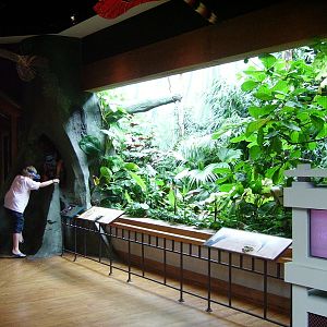 Rhinoceros Hornbilee Viewing - The Birdhouse