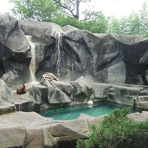 Grizzly Bear Exhibit