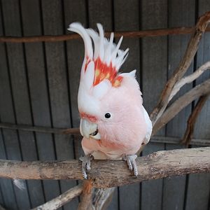 Aussie, Major Mitchell Cockatoo