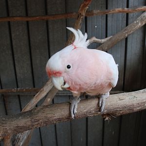 Aussie, Major Mitchell Cockatoo