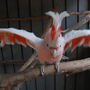 Aussie, Major Mitchell Cockatoo