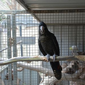 Redtailed Black "too