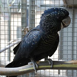 Redtailed Black "too