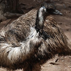 Emu
