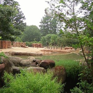 African Elephant Exhibit - Ndoki Forest