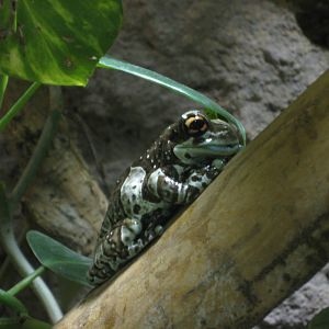 Reptilezoo Landau. Frog