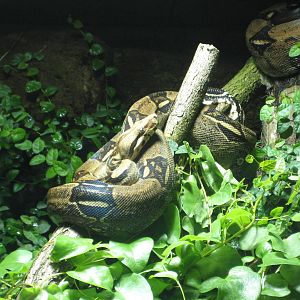 Reptilezoo Landau. Roayal phytons