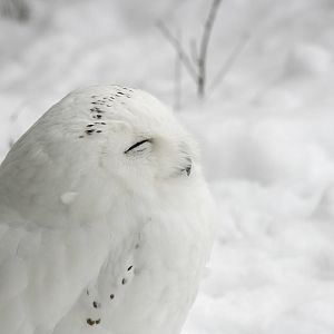 Snowy owl (Nyctea scandiaca)