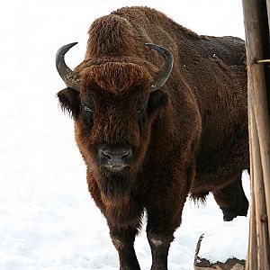 European bison (Bison bonasus)