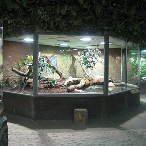 Reptilezoo landau. Anaconda Exhibit