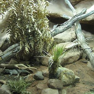 Reptilezoo Landau.Northamerica Exhibit detail