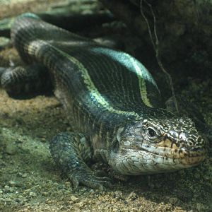 Reptilezoo Landau Black teju.