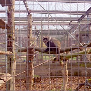 Guenon at Flamingo Land, mid-1990s