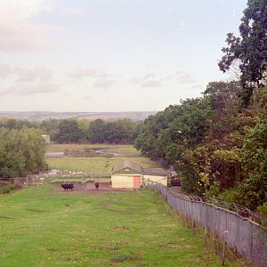 Ankole Cattle paddock at Flamingo Land, mid-1990s