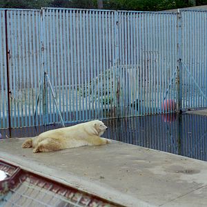 Polar Bear at Flamingo Land, mid-1990s