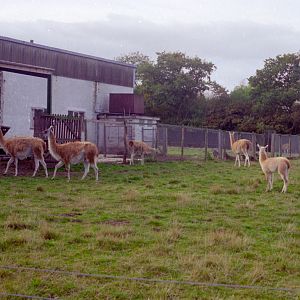 Guanaco at Flamingo Land, mid-1990s