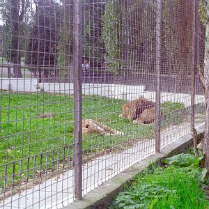 African Lions at Flamingo Land, mid-1990s