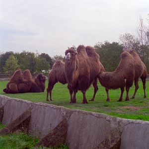 Bactrian Camels at Flamingo Land, mid-1990s