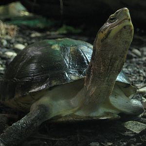 Reptilezoo Landau. Some speices of tortoise.