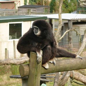 Gibbon - Oliver - in open enclosure