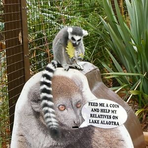 Madagascar  walk-through