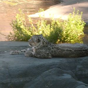 snowleopard