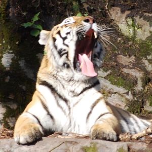 Tiger, Tiger World Kolmarden Zoo