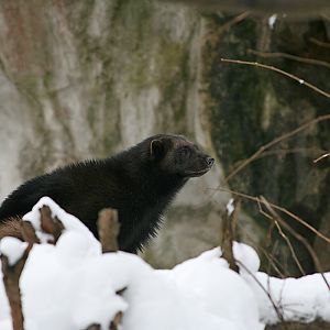 Wolverine (Gulo gulo)