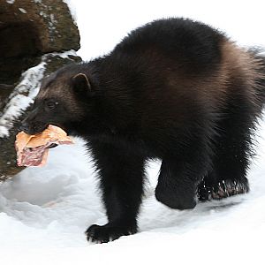 Wolverine (Gulo gulo)