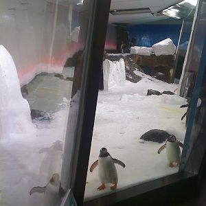 Penguin Exhibit at Melbourne Aquarium