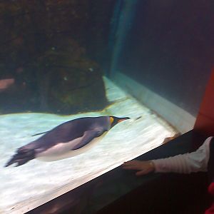 Penguin Exhibit at Melbourne Aquarium