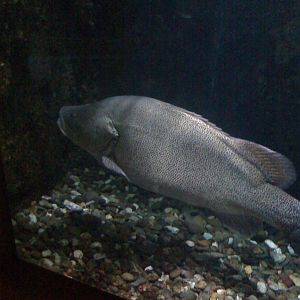 Murray Cod at Melbourne Aquarium