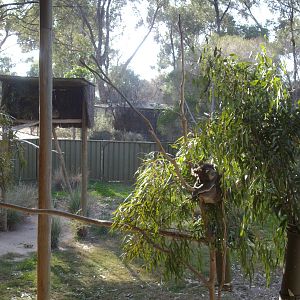 Koala Exhibit at the Kyabram Fauna Park