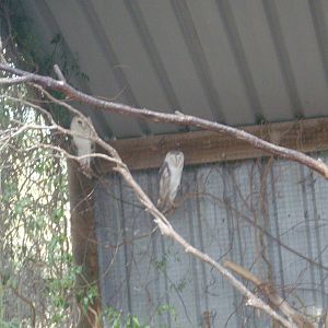 Barn Owls at Kyabram Fauna Park