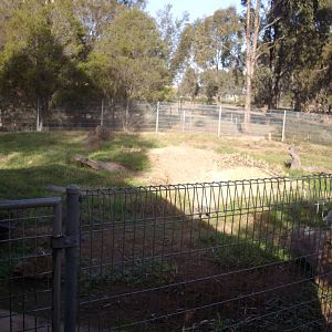 Kyabram Fauna Park Wombat Exhibit