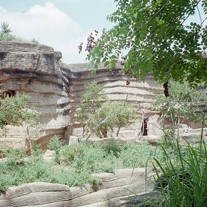 African Lion and Patas Monkey Exhibit