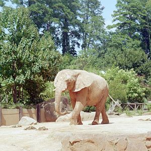 African Elephants - Ndoki Forest