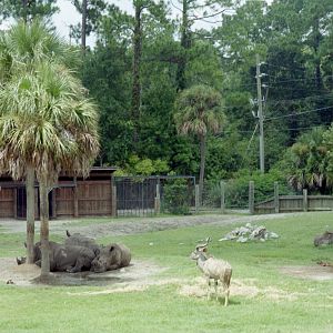 White Rhinoceros and Greater Kudu - Plains of East Africa