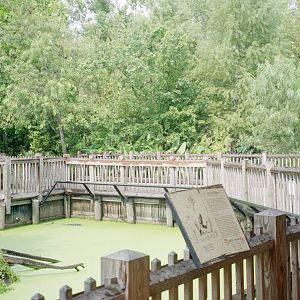 American Alligator Enclosure and Boardwalk - Wild Florida