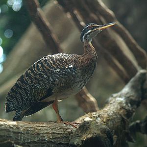 Cosmocaixa - Sunbittern