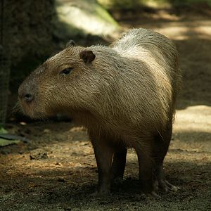 Cosmocaixa - Capybara