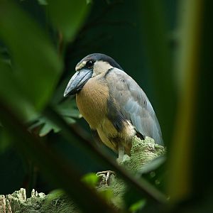 Cosmocaixa - Boat-billed Heron