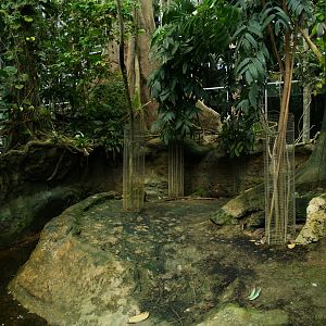 Cosmocaixa - Capybara exhibit