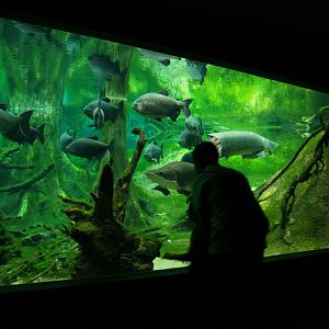 Cosmocaixa - Subterranean part of the "Amazon forest"