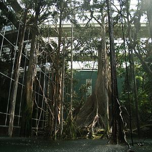 Cosmocaixa - Amazon forest