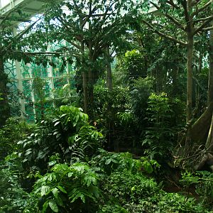 Cosmocaixa - Amazon forest