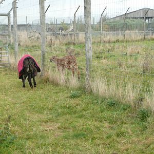 The chase - pygmy donkey and cheetah . October 2008