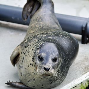 Habour-Seal in Kleve
